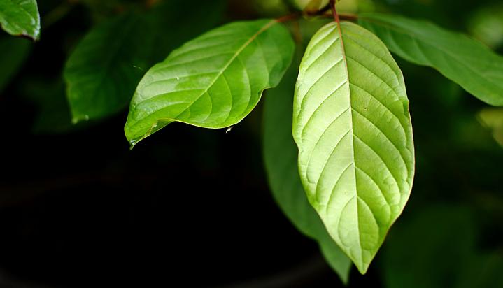 kratom strains