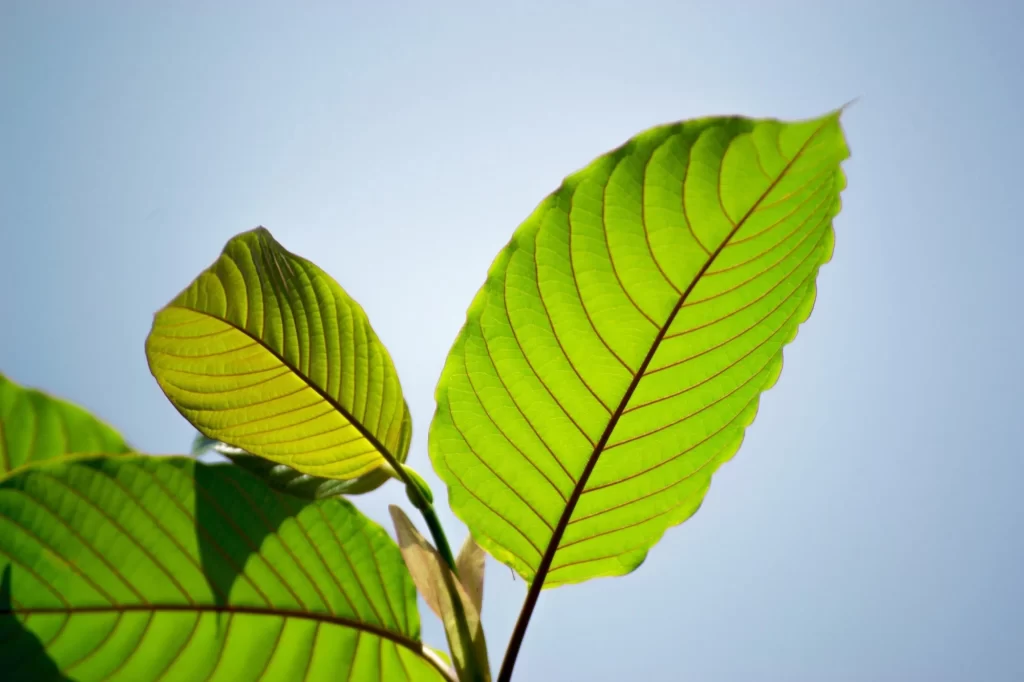 Future of White Maeng Da Kratom: Patterns and Forecasts