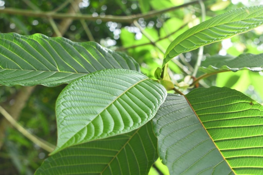 Knowing the Various Effects of Kratom Strains: Energy, Relaxation, and Pain Relief